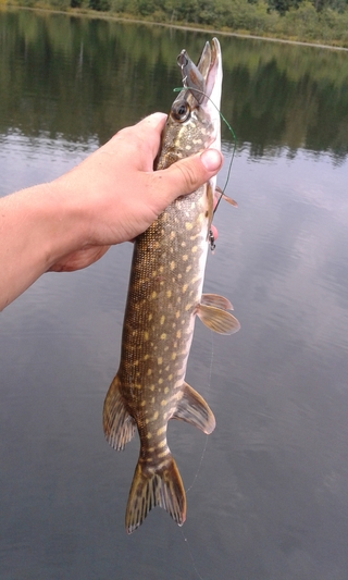 Northern Pike