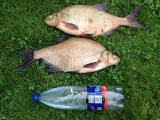 Carp bream