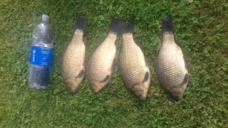 Prussian carp