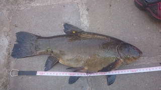 Tench