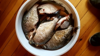 Carp bream