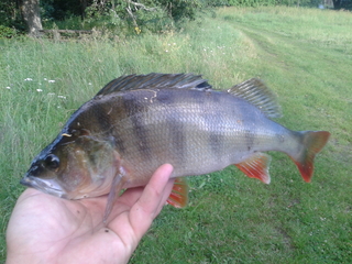 Eurasian perch