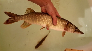 Northern Pike