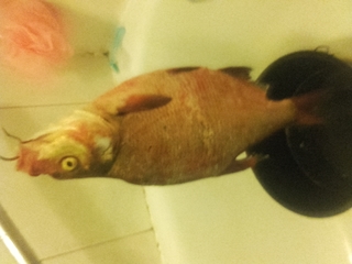 Carp bream