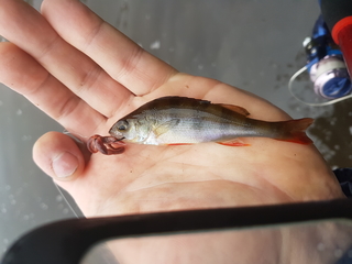 Eurasian perch