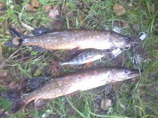 Northern Pike