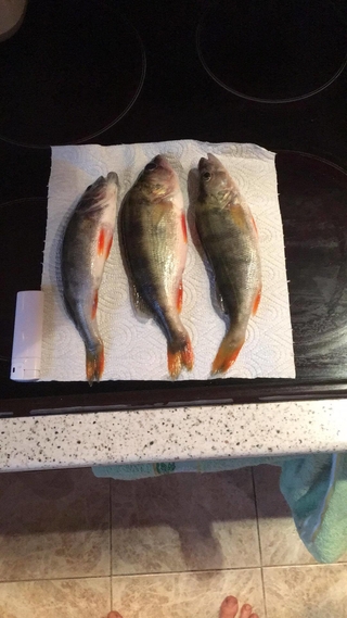 Eurasian perch
