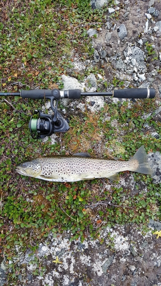 Brown Trout