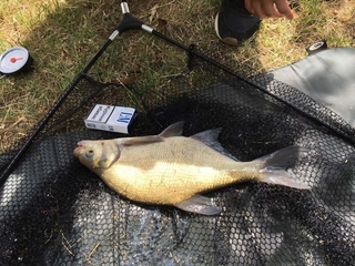 Mirror carp