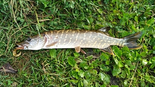 Northern Pike