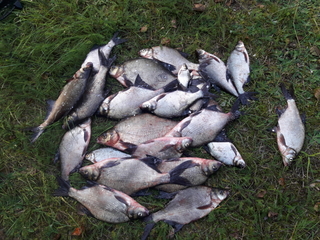 Carp bream