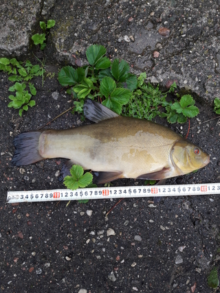 Tench