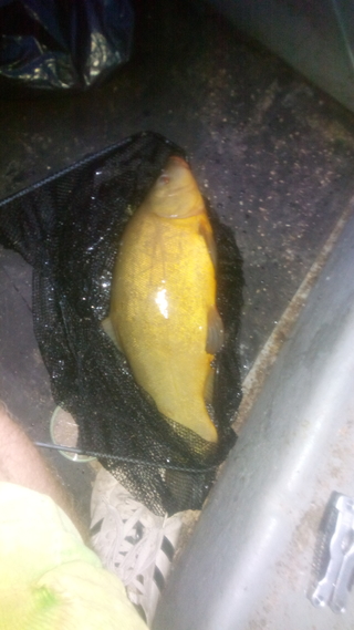 Tench