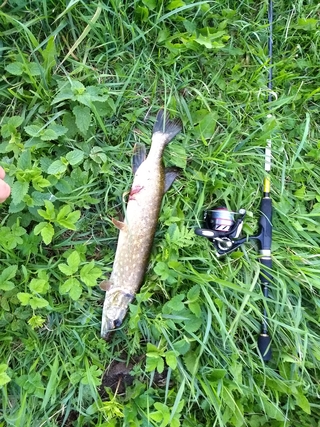 Northern Pike