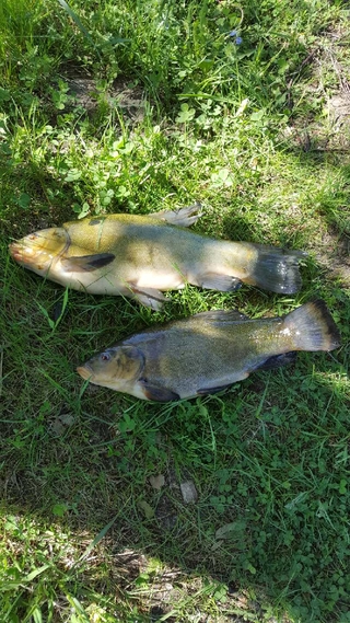Tench