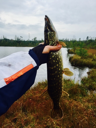 Northern Pike