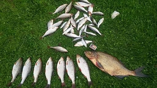 Carp bream