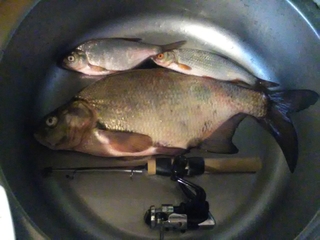 Carp bream