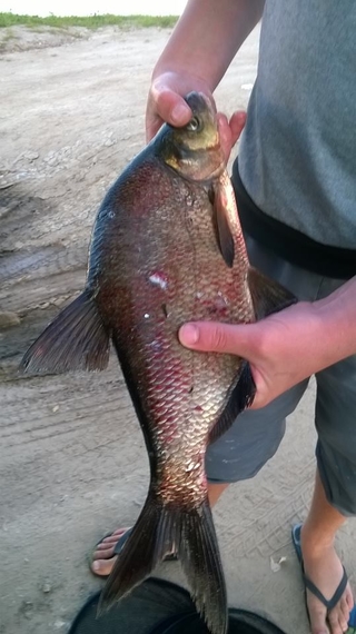 Carp bream