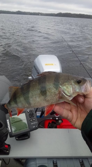 Eurasian perch