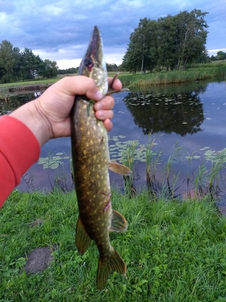 Northern Pike
