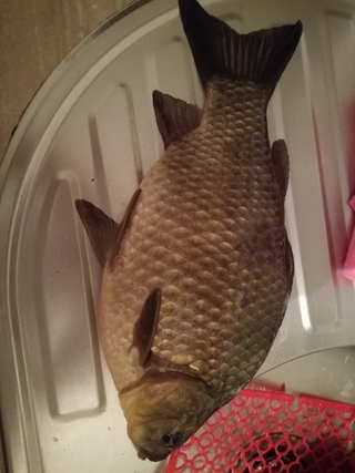 Prussian carp