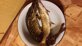 Northern Pike