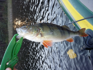 Eurasian perch