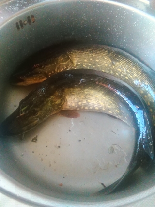 Northern Pike