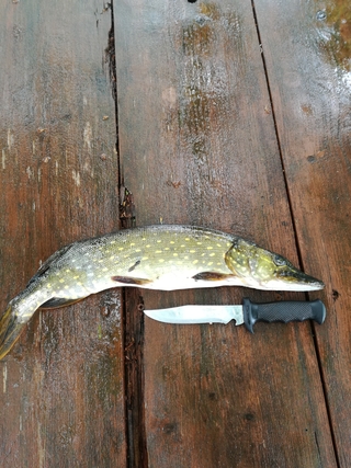 Northern Pike