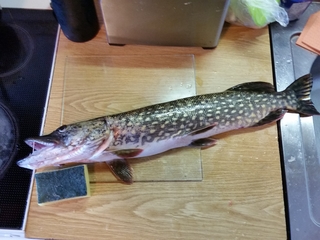Northern Pike