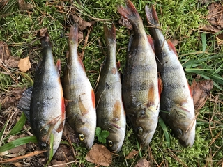 Eurasian perch