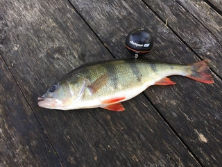 Eurasian perch