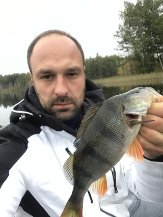 Eurasian perch