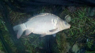 Mirror carp
