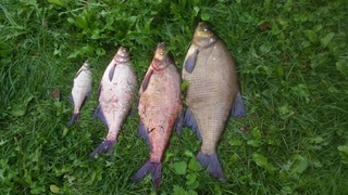 Carp bream