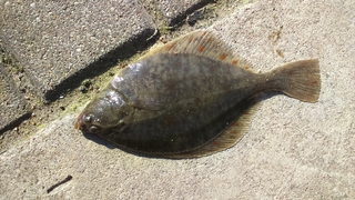 European flounder