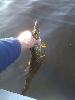 Northern Pike