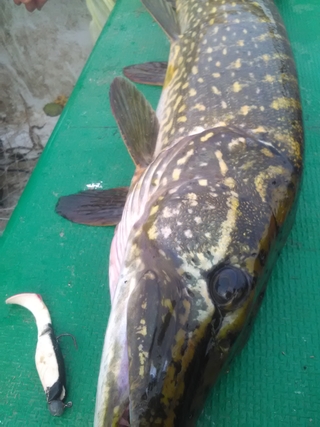 Northern Pike