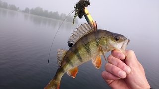 Eurasian perch