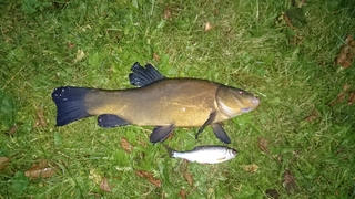 Tench