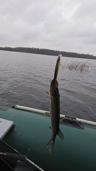 Northern Pike