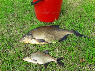 Carp bream