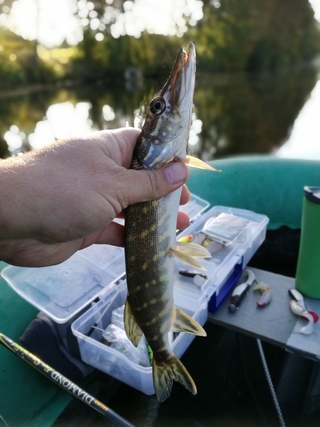Northern Pike