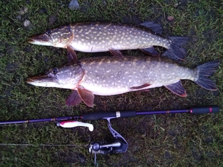Northern Pike