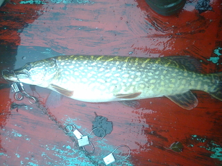 Northern Pike
