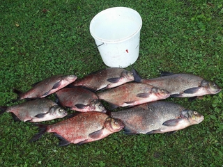 Carp bream