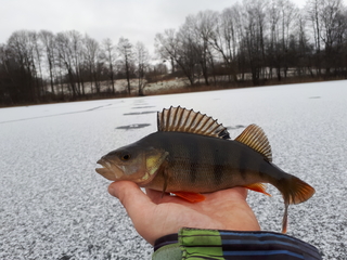 Eurasian perch