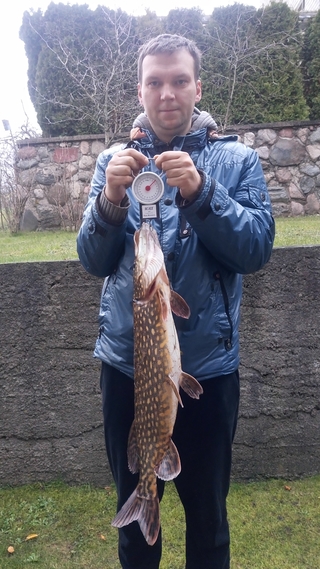 Northern Pike