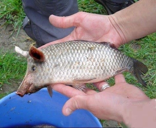 Prussian carp
